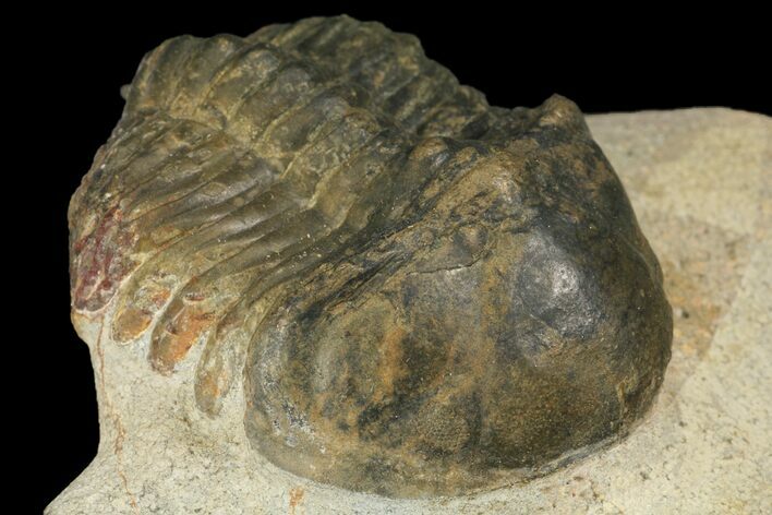 Bargain, Struveaspis Trilobite (Small Eyed Phacopid) #100389